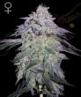Nori Cake (Green House Seeds)