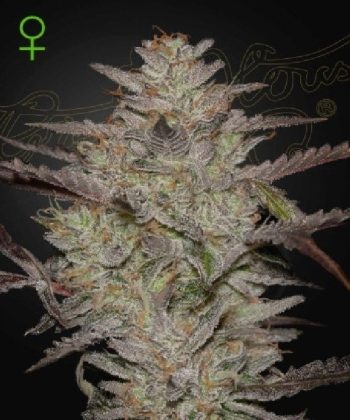 AlienZ Auto (Green House Seeds)