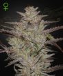 AlienZ Auto (Green House Seeds)