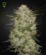Highcloudz Auto (Green House Seeds)
