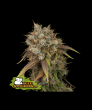 Black Rainbow (SeedStockers Seeds)