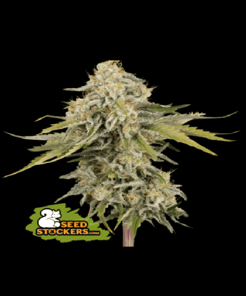 Black Rainbow Auto (SeedStockers Seeds)