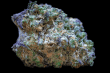 Frozen Cherry Runtz (Growers Choice Seeds)