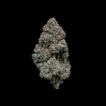 RS11 (Growers Choice Seeds)