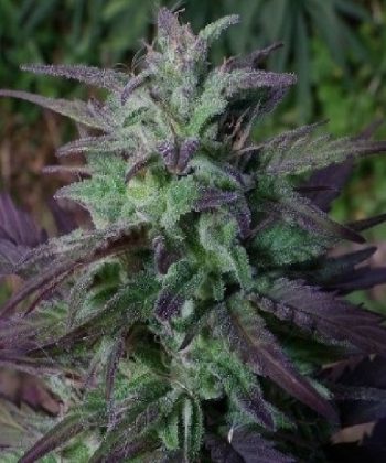 China Yunnan (Ace Seeds)