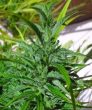 Thai (Ace Seeds)