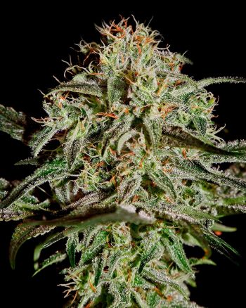 A.M.S (Green House Seeds)