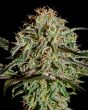 A.M.S (Green House Seeds)