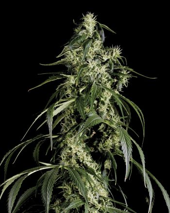 Arjan's Haze #1 (Green House Seeds)