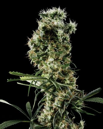 Arjan's Haze #2 (Green House Seeds)