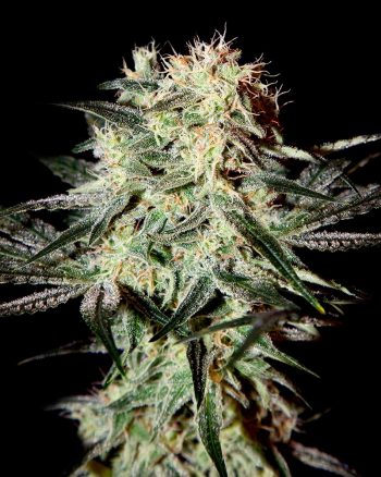 Arjan's Strawberry Haze (Green House Seeds)
