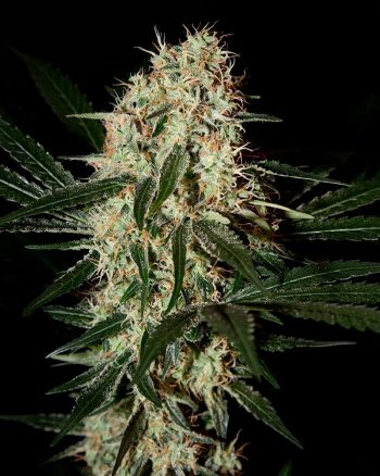 Arjan's Haze #3 (Green House Seeds)