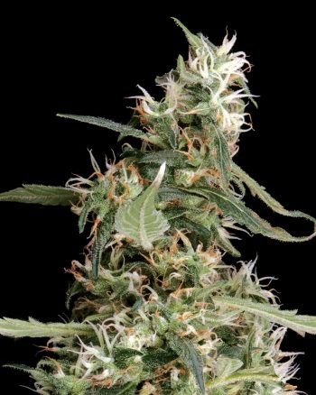 Arjan's Ultra Haze #1 (Green House Seeds)
