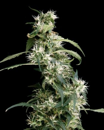 Arjan's Ultra Haze #2 (Green House Seeds)