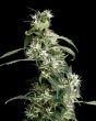 Arjan's Ultra Haze #2 (Green House Seeds)
