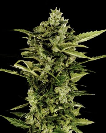 Auto Bomb (Green House Seeds)