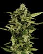 Auto Bomb (Green House Seeds)