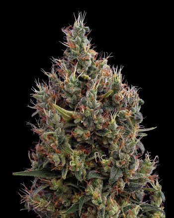 Big Bang Automatic (Green House Seeds)