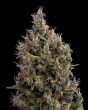 Big Bang Automatic (Green House Seeds)