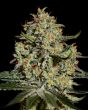 Big Bang (Green House Seeds)