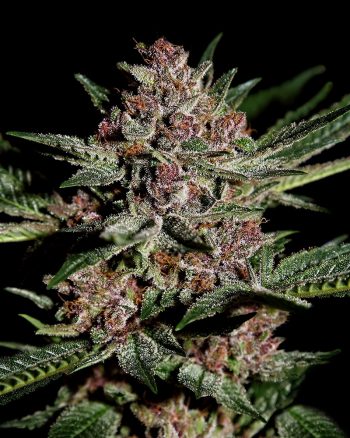 Bubba Kush (Green House Seeds)