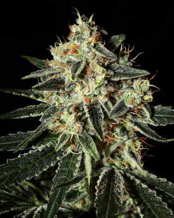 GH Cheese (Green House Seeds)