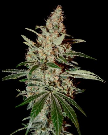 GH Chemdog (Green House Seeds)
