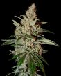 GH Chemdog (Green House Seeds)