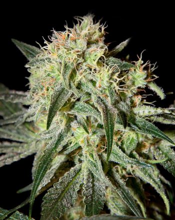 Damn Sour (Green House Seeds)