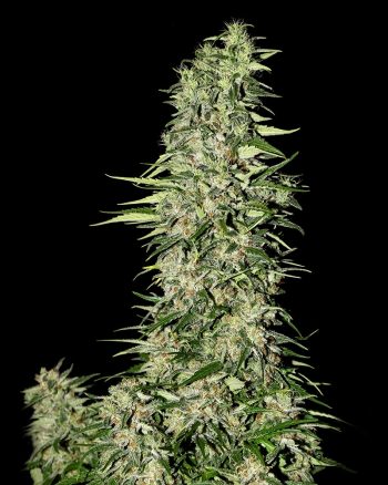 Diamond Girl (Green House Seeds)