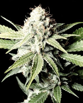 Great White Shark (Green House Seeds)