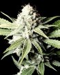 Great White Shark (Green House Seeds)