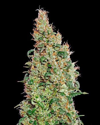 Greenomatic (Green House Seeds)