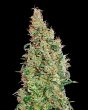 Greenomatic (Green House Seeds)