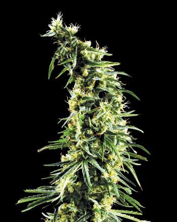 Hawaiian Snow (Green House Seeds)