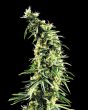 Hawaiian Snow (Green House Seeds)