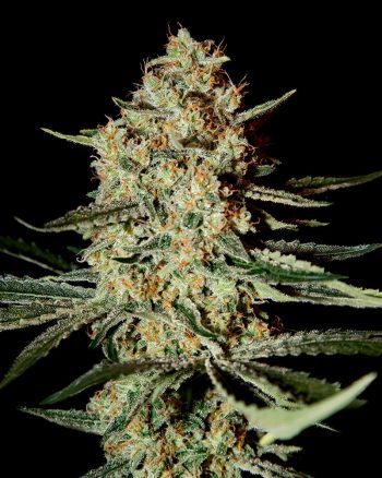 Himalaya Gold (Green House Seeds)