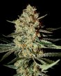 Himalaya Gold (Green House Seeds)