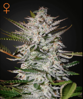 Holy Punch (Green House Seeds)