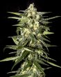 Jack Herer Automatic (Green House Seeds)