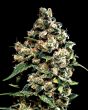 Jack Herer (Green House Seeds)