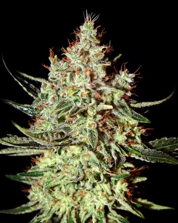Kong's Krush (Green House Seeds)