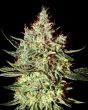 Kong's Krush (Green House Seeds)