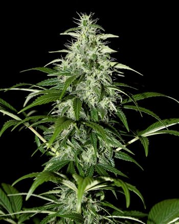 Kalashnikova (Green House Seeds)