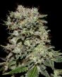 Kaia Kush (Green House Seeds)