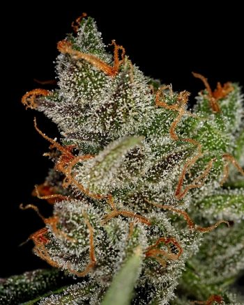 King's Kush Autoflowering CBD (Green House Seeds)