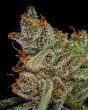 King's Kush Autoflowering CBD (Green House Seeds)