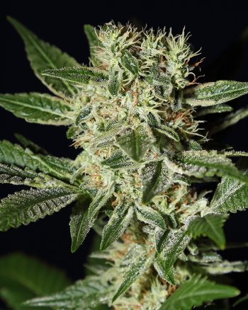 Ladyburn 1974 (Green House Seeds)