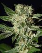 Ladyburn 1974 (Green House Seeds)