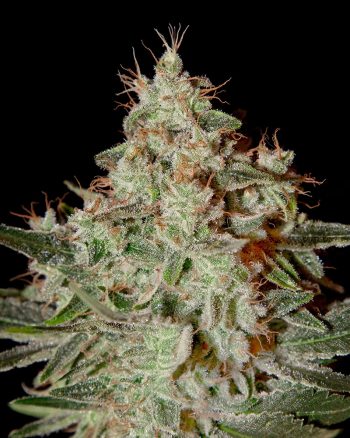 Lemon Skunk (Green House Seeds)